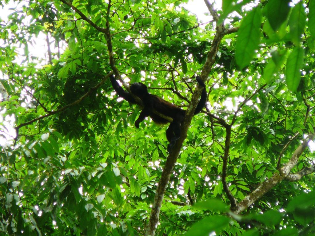 Casa Lina Sloth View Exotic Apartment With Privat Kitchen Puerto Viejo de Talamanca Room photo