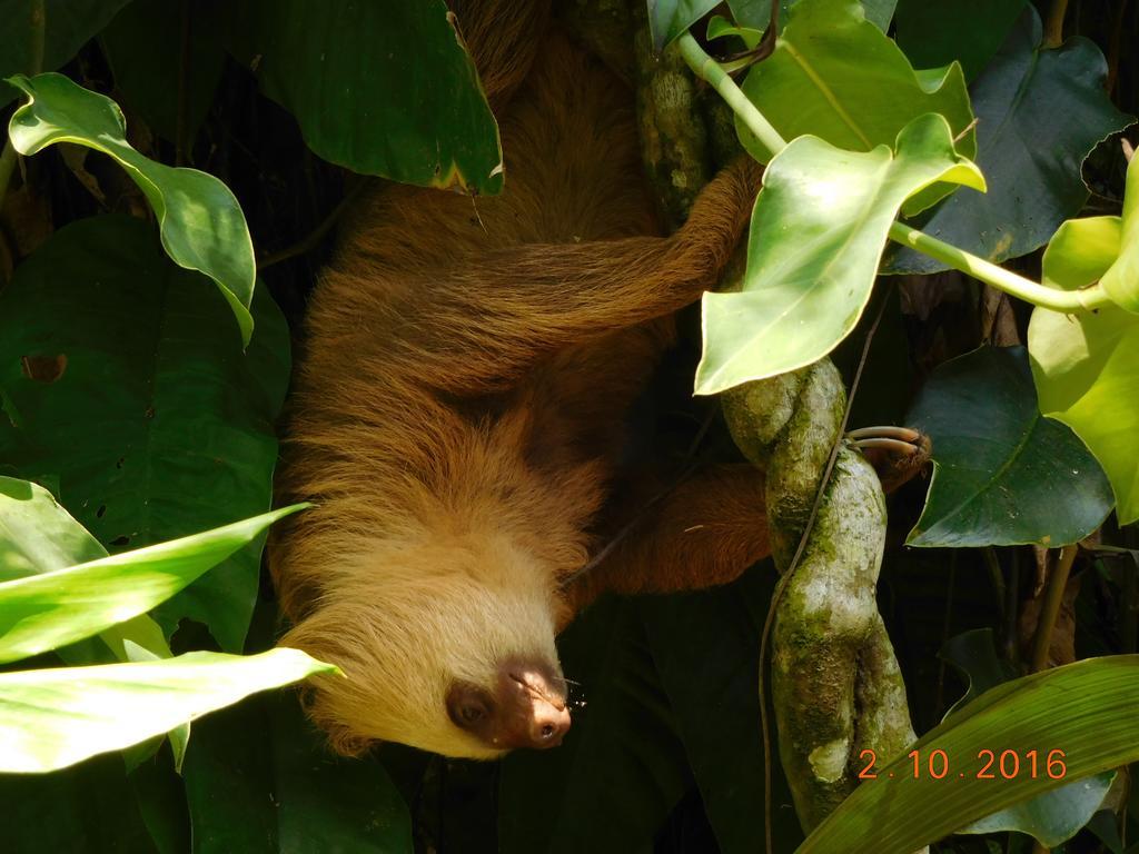 Casa Lina Sloth View Exotic Apartment With Privat Kitchen Puerto Viejo de Talamanca Exterior photo